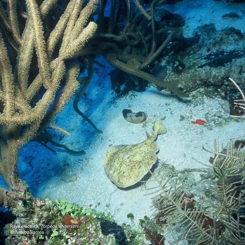 Raya eléctrica Torpedo andersoni