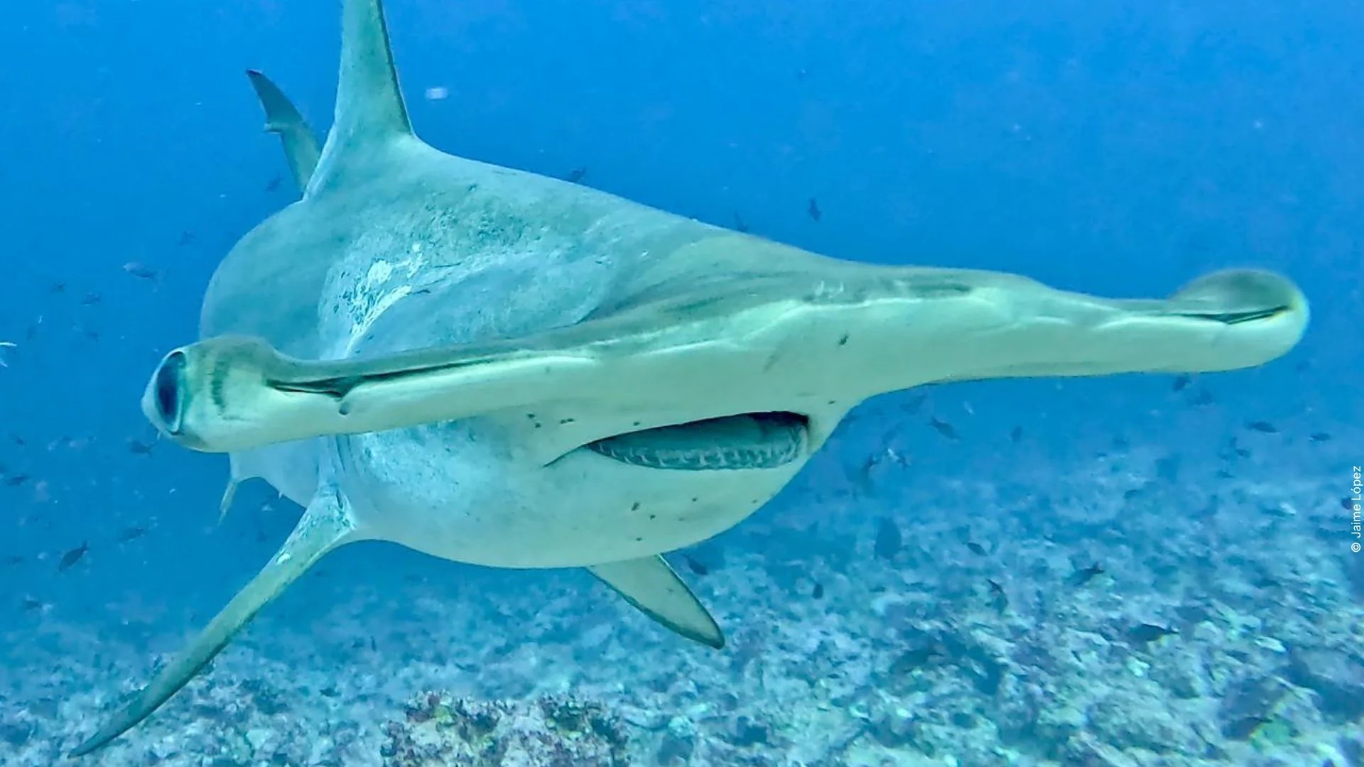 Tiburón martillo nadando sobre el fondo marino.