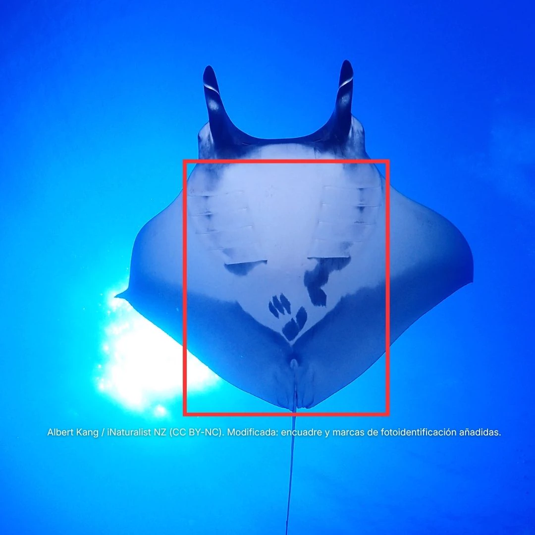 Imagen de apoyo del programa de fotoidentificación