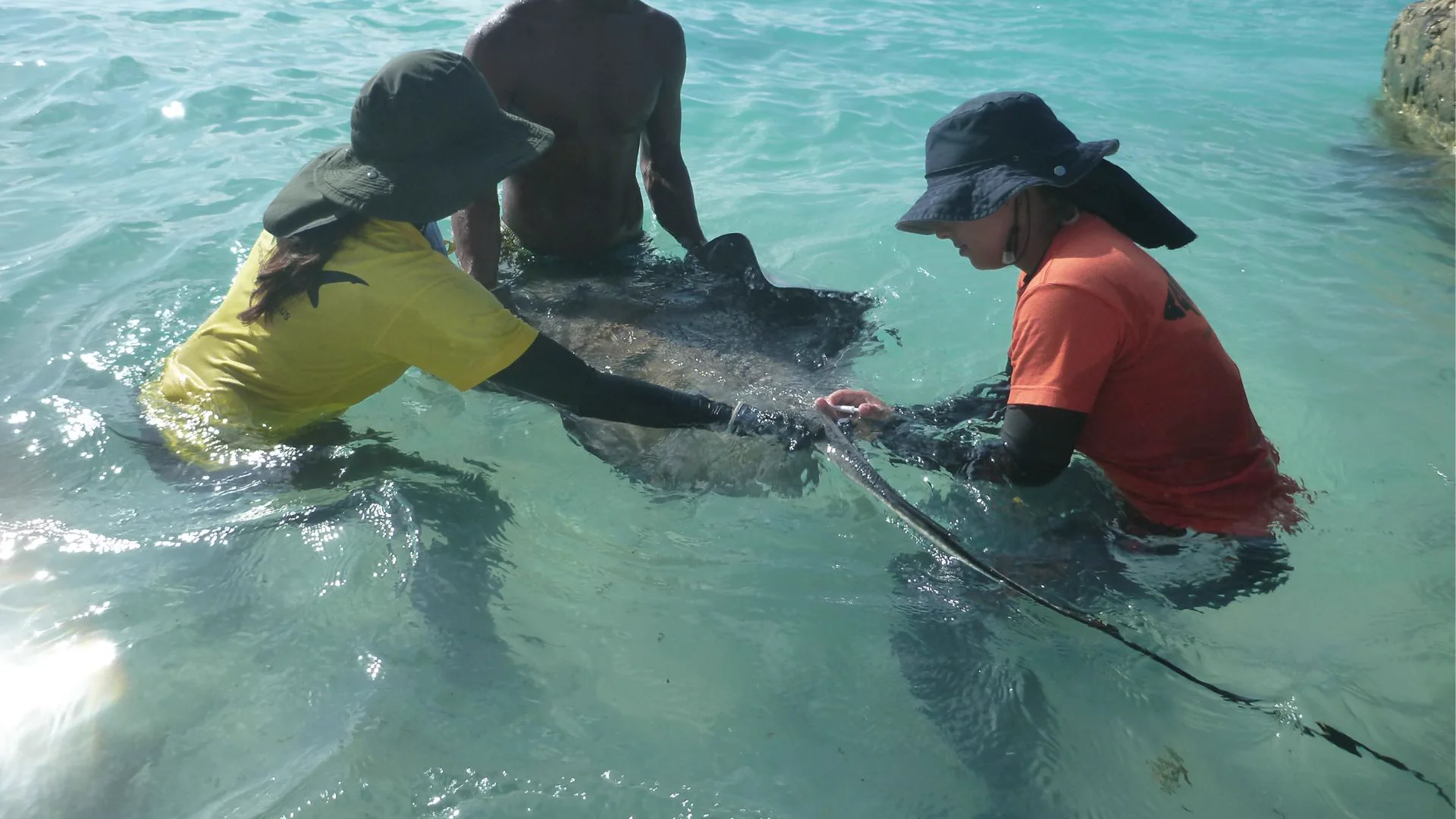Raya nadando sobre un arrecife coralino.