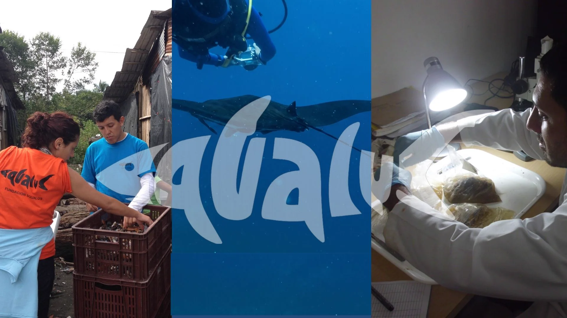 Imagen de apoyo a la Fundación SQUALUS.