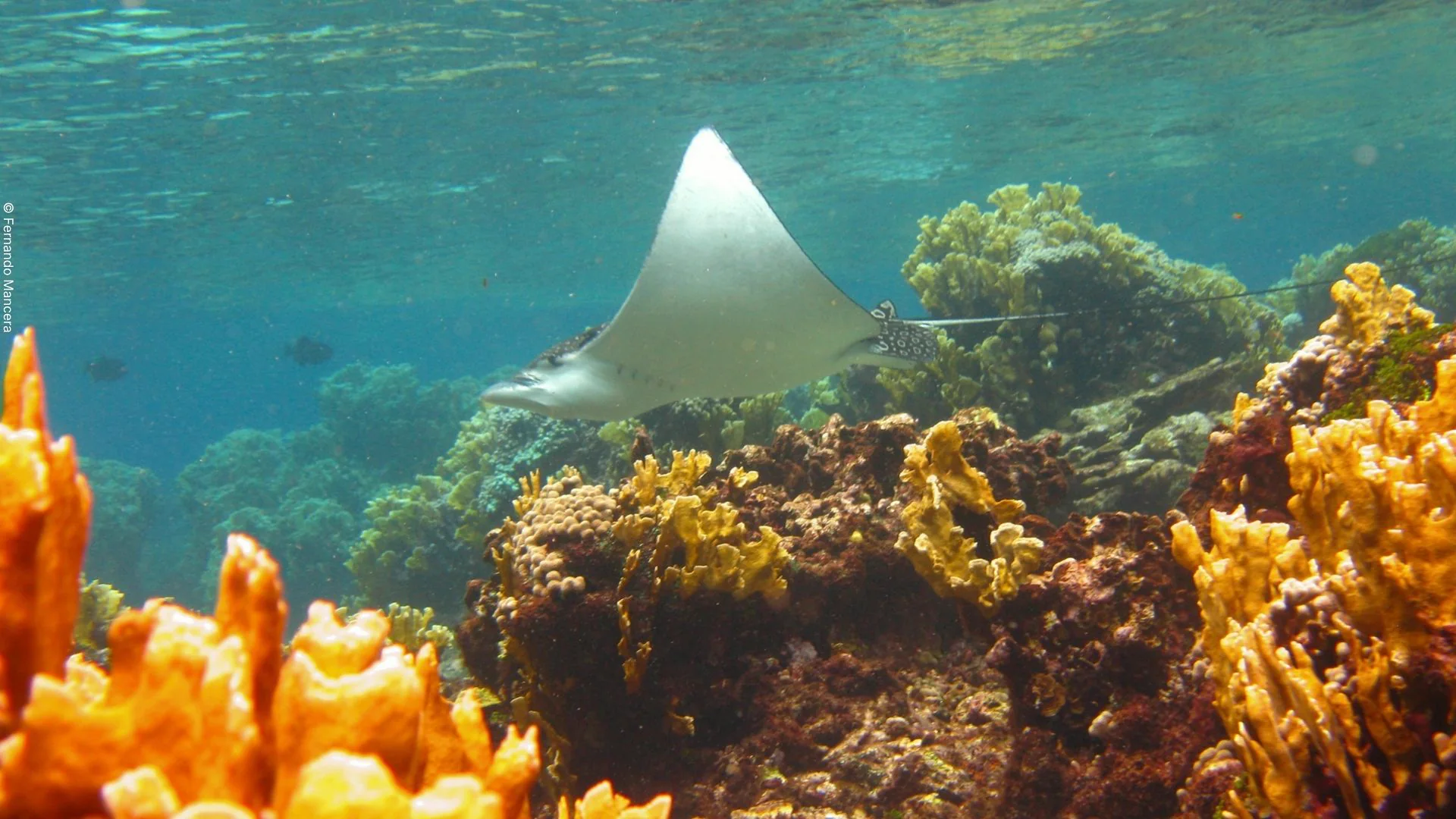 Raya nadando sobre un arrecife coralino.