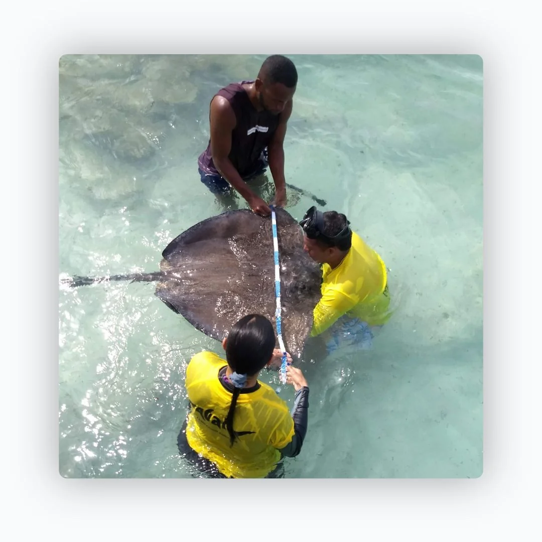 Bienestar animal y etología aplicada de peces — imagen 1
