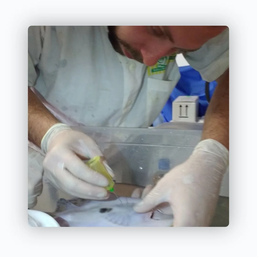 Bienestar animal y etología aplicada de peces — imagen 3