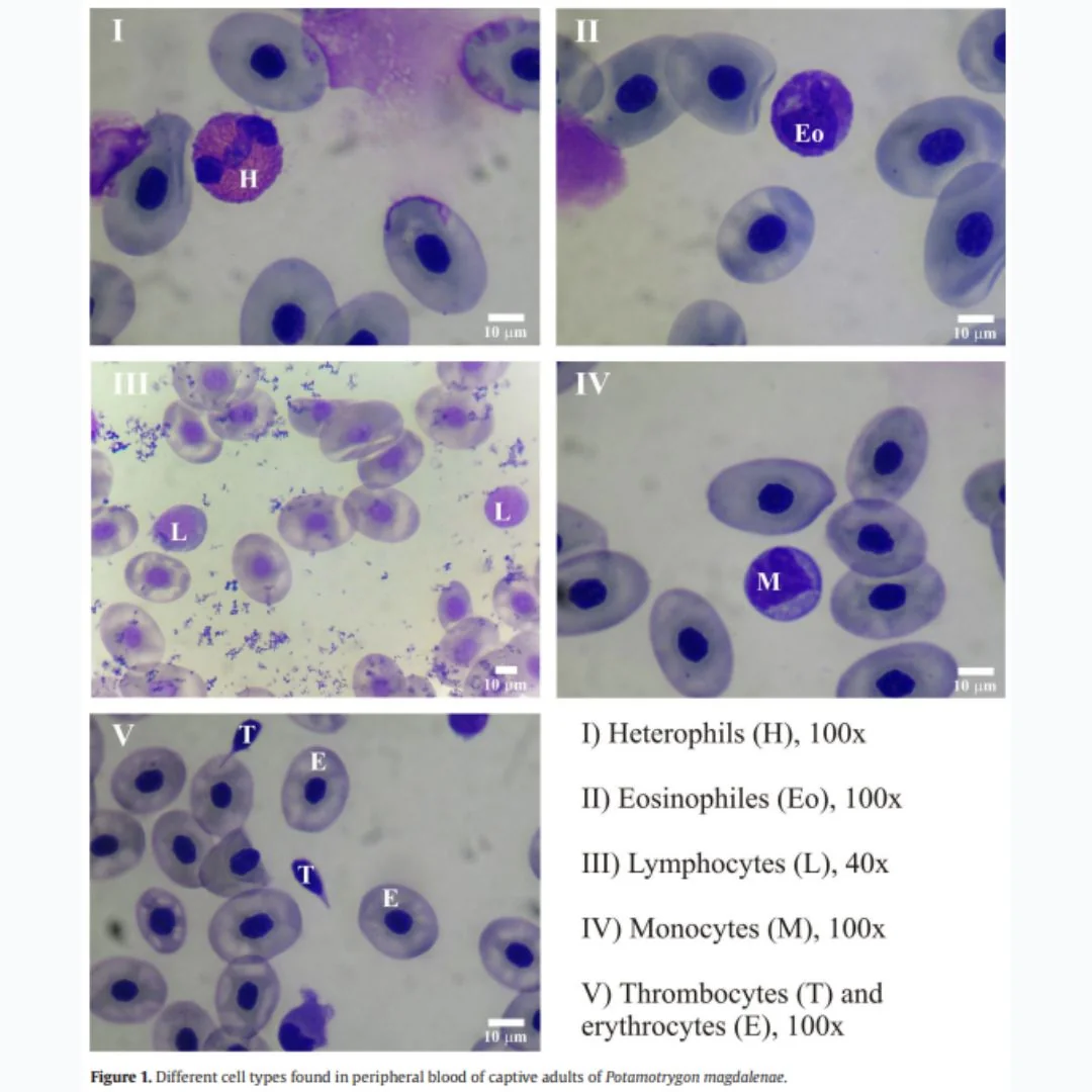 Bienestar animal y etología aplicada de peces — imagen 4
