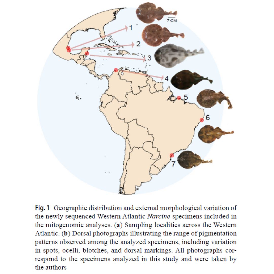 Diversidad y biología de poblaciones — imagen 2