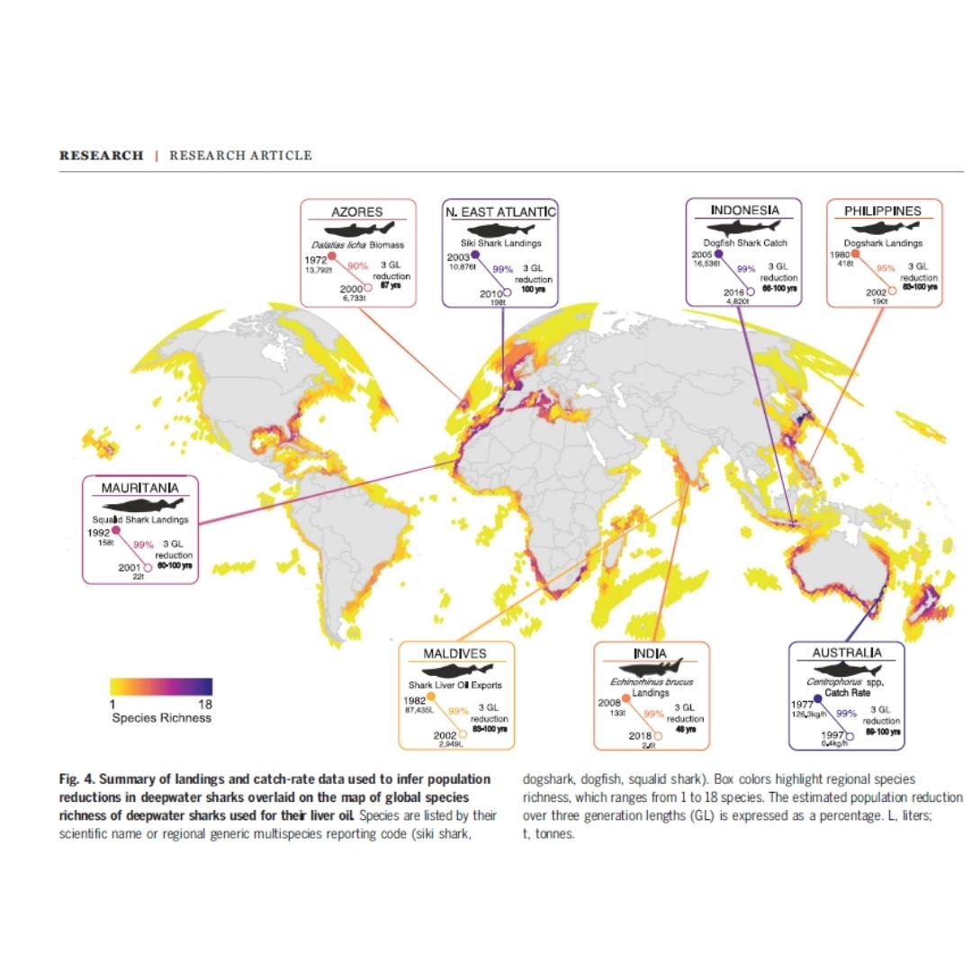 Pesquerías sostenibles y reducción de impactos — imagen 2