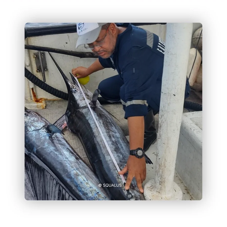 Sostenibilidad de las pesquerías en los Distritos Nacionales de Manejo Integrado (DNMIs) oceánicos del Pacífico colombiano.
