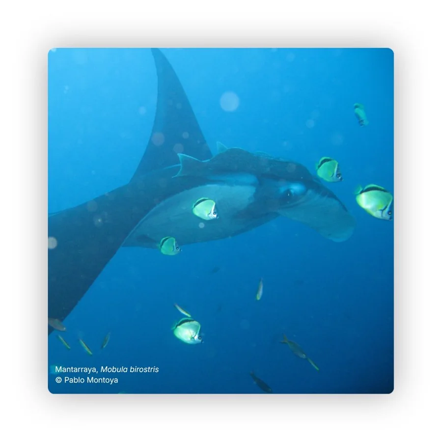 Monitoreo de la abundancia y estimación de tamaño poblacional de tiburón ballena, manta raya y tiburón martillo en el Parque Nacional Natural Isla Gorgona.