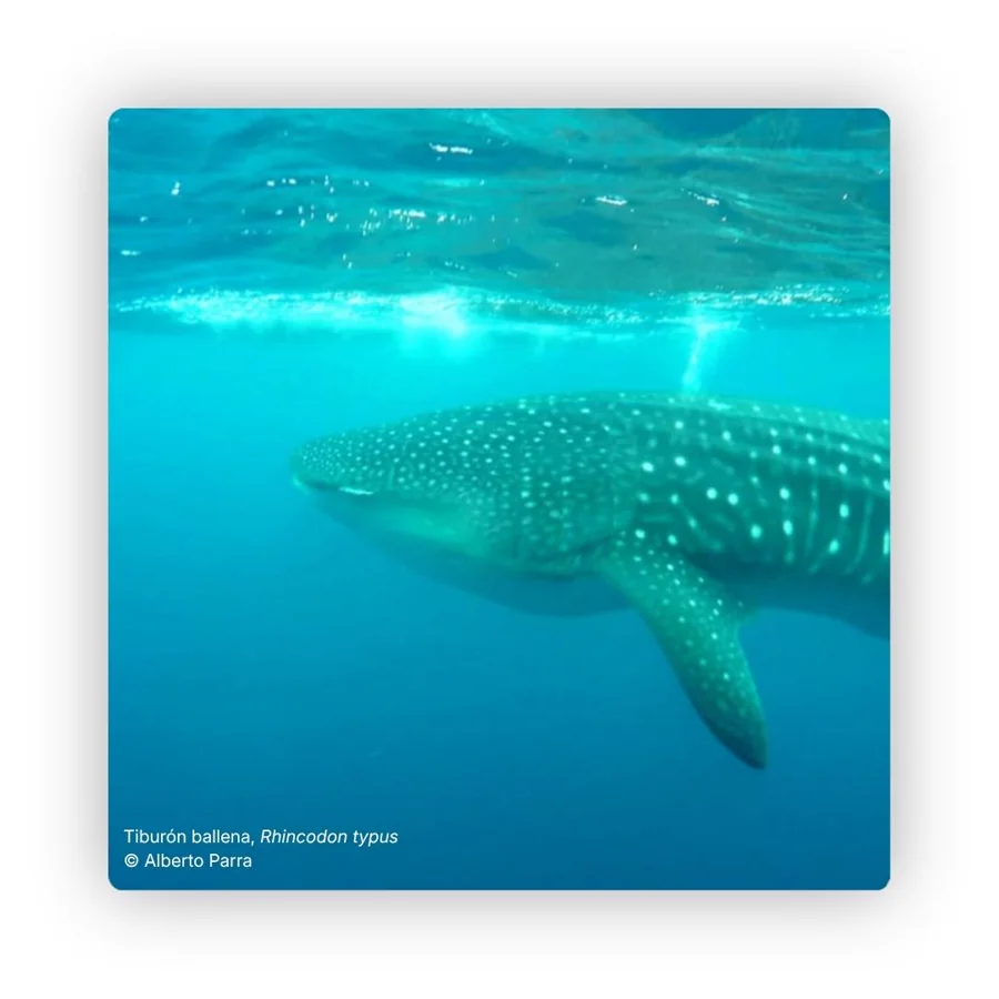 Monitoreo de la abundancia y estimación de tamaño poblacional de tiburón ballena, manta raya y tiburón martillo en el Parque Nacional Natural Isla Gorgona.