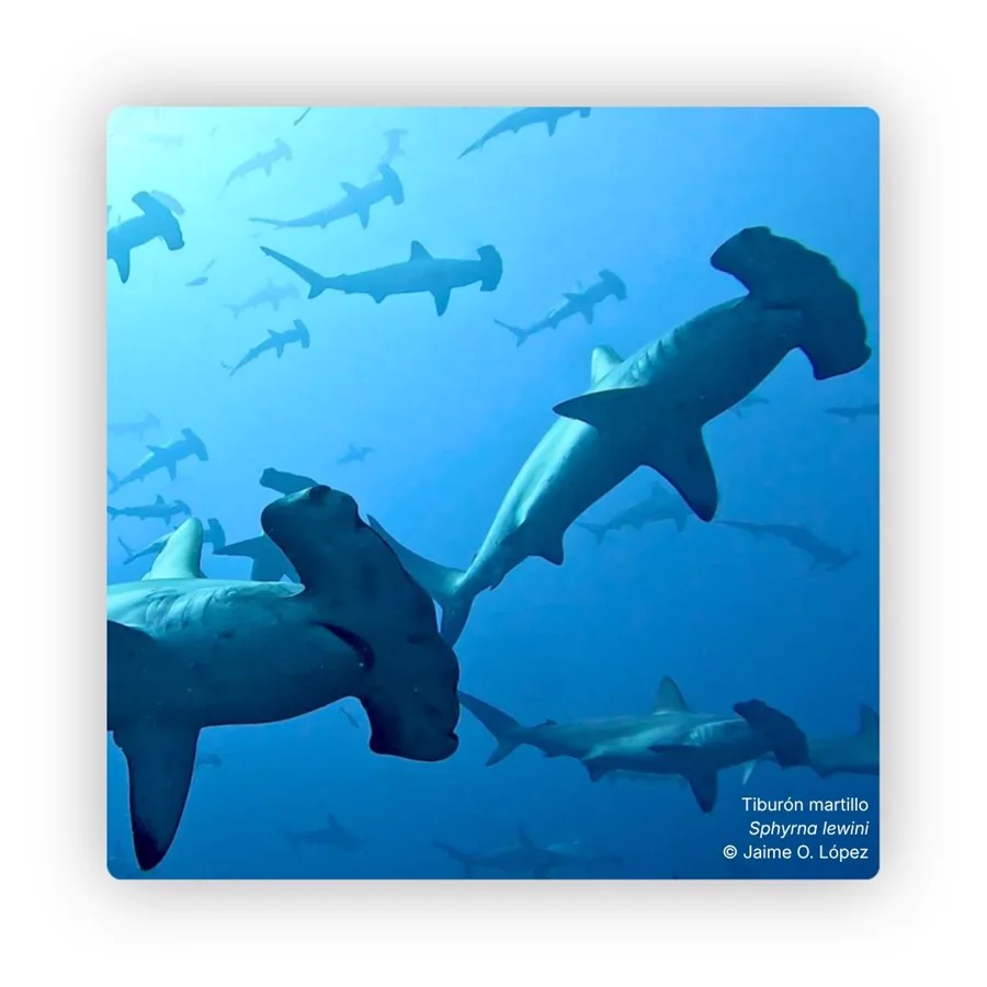 Monitoreo de la abundancia y estimación de tamaño poblacional de tiburón ballena, manta raya y tiburón martillo en el Parque Nacional Natural Isla Gorgona.