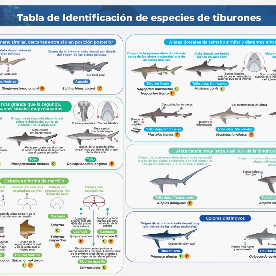 Identifica los tiburones presentes en la pesca incidental de Colombia.