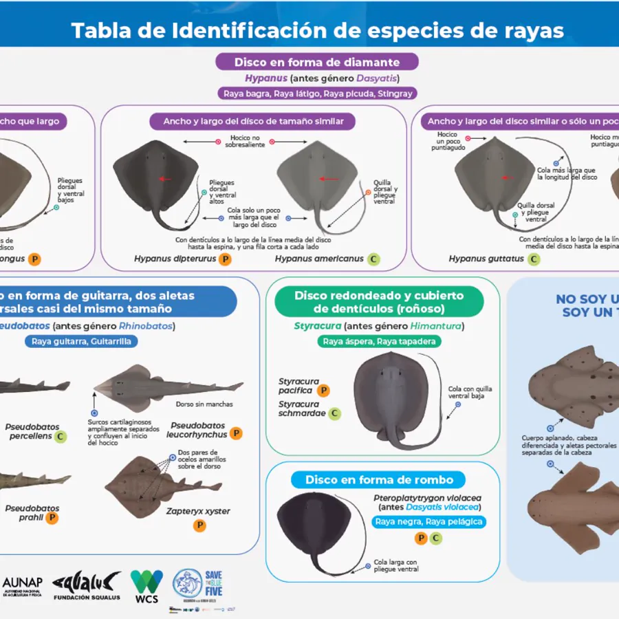 Identifica las rayas presentes en la pesca incidental de Colombia.