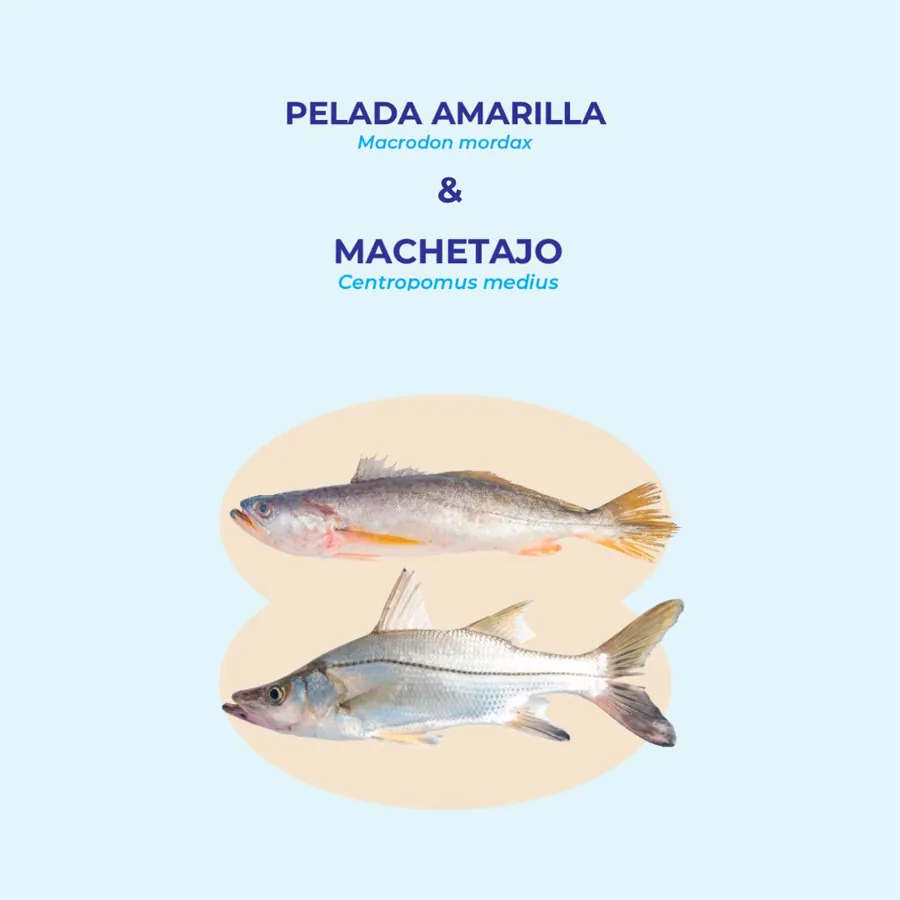 Biología para una pesca sostenible
