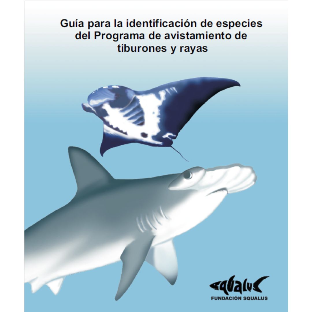 Identifica tiburones y rayas avistados en actividades acuáticas recreativas