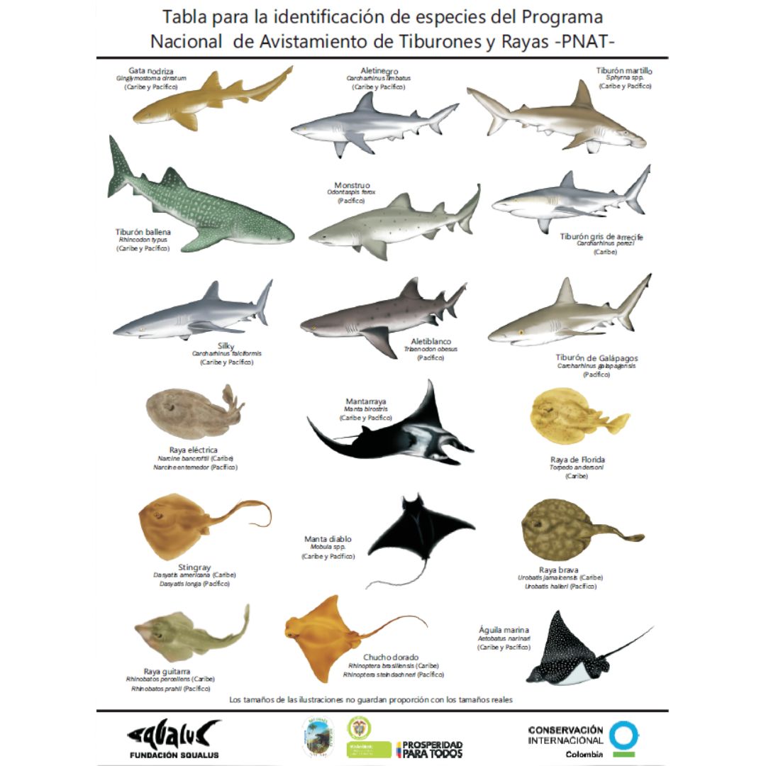 Identifica los tiburones y rayas avistadas en buceo